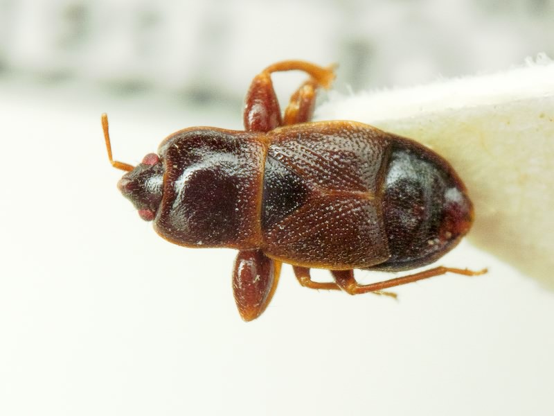 Plinthisus longicollis Fieber, 1861